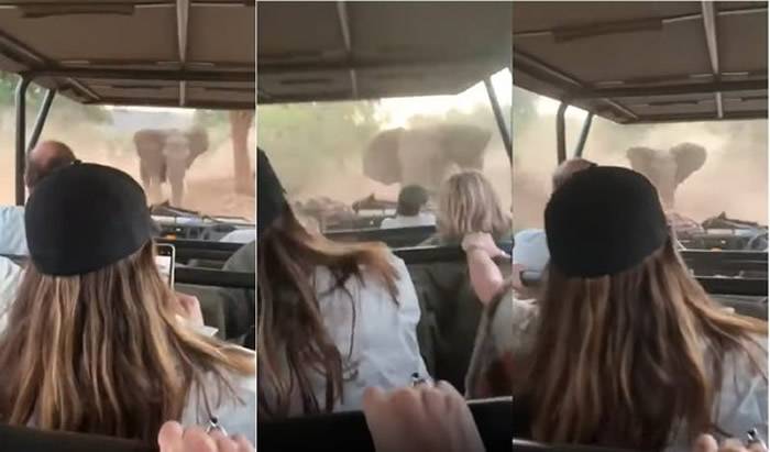 南非野生动物园大象怒追吉普车狂伸象鼻翻车老司机超强神技救游客