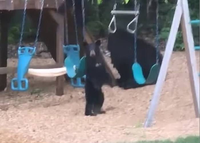美国康涅狄格州熊妈妈带着2只熊宝宝闯入庭院玩秋千单杆