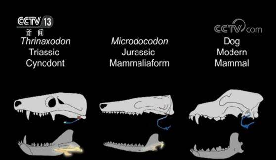 我国发现迄今最早有完整舌骨的原始哺乳动物化石