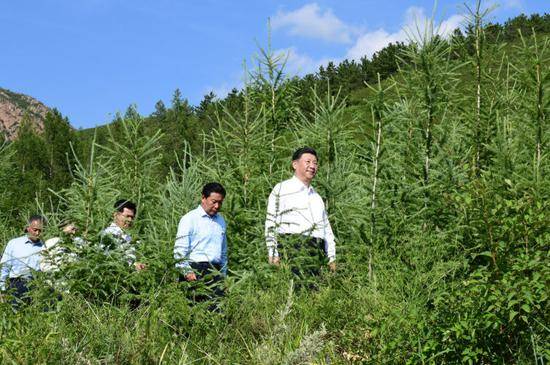 15日，习近平在赤峰市喀喇沁旗马鞍山林场了解生态文明建设情况。