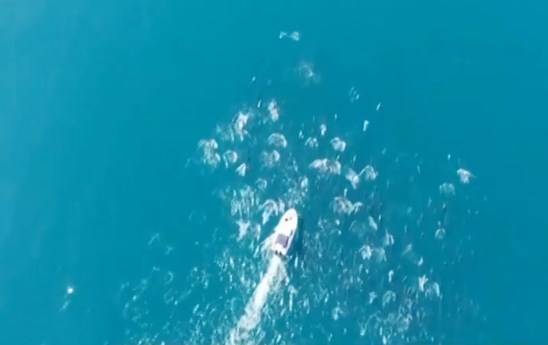 巴西里约海湾惊现巨大海豚群