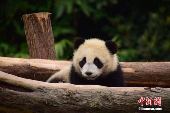 大熊猫丁丁和如意已适应新环境 将迎旅俄第一个生日