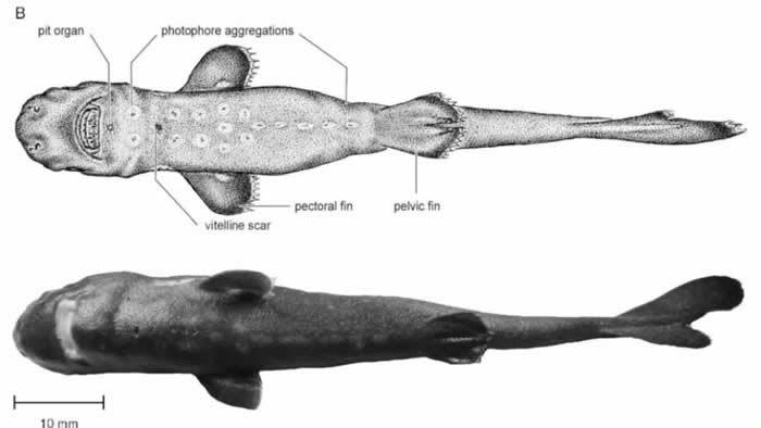 墨西哥湾捕获新品种发光鲨鱼“美国袋鲨”比普通成年男性手掌还小