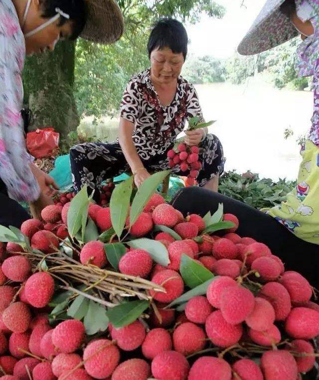 荔枝、羊肉、米糟 福建莆田人这样“过大暑”