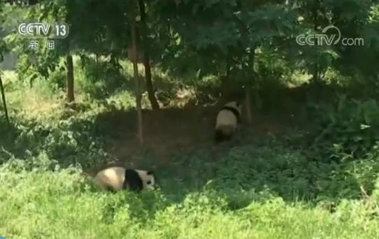 关注秦岭珍稀动物繁育季秦岭大熊猫国家公园启动建设