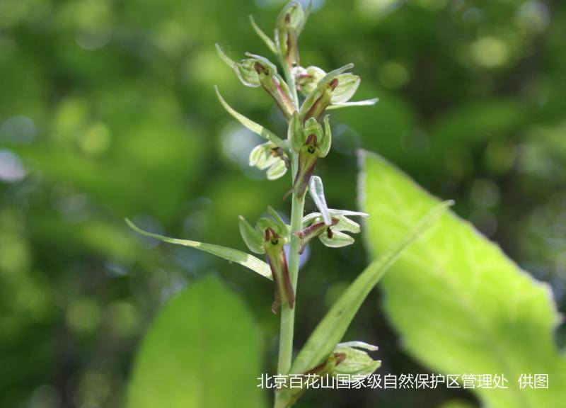 由雾灵山发现蜻蜓兰说起 北京野生兰花为什么越来越少