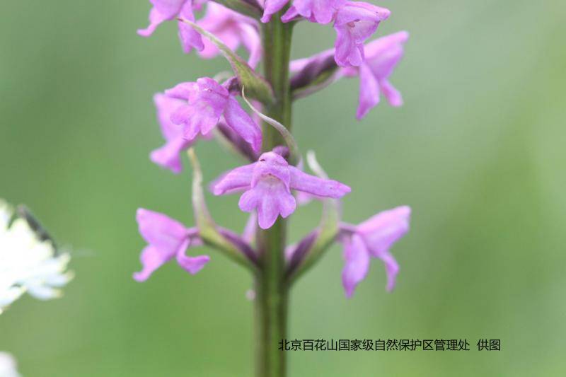 由雾灵山发现蜻蜓兰说起 北京野生兰花为什么越来越少