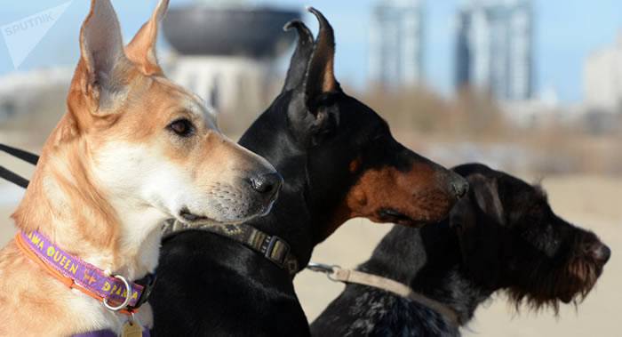 猎狗人喜欢使用抗结核药物来毒狗注射维生素B6可将其救活
