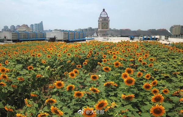 商场屋顶现“花式”玩法不仅“种太阳”还能养马？