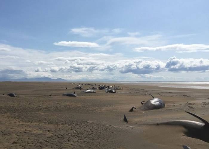 直升机飞经冰岛西部斯奈山半岛海岸赫然发现逾50条领航鲸陈尸沙滩