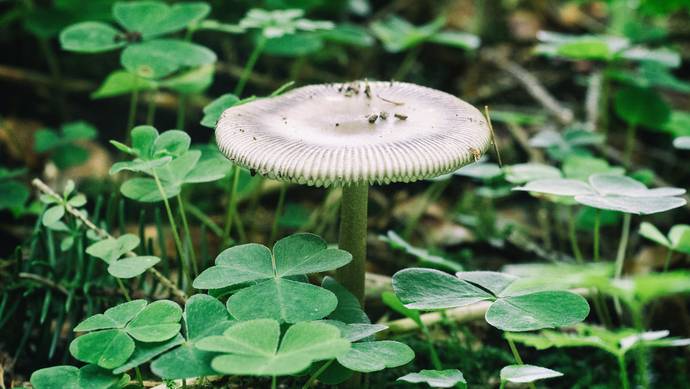 上海阿婆采食野生白蘑菇中毒，抢救十多天才恢复正常