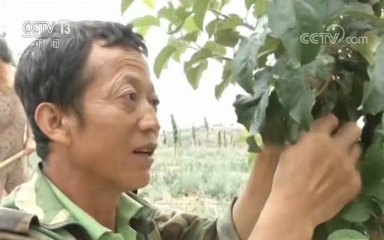 陕西榆林：宽幅梯田托起脱贫致富梦