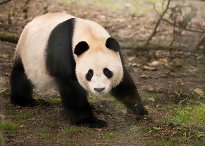 旅居英国爱丁堡动物园大熊猫“阳光”多次遭通电围栏电击引起中国网民愤怒