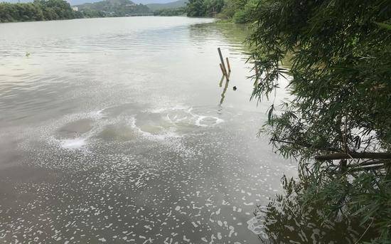 7月7日，长丰纺织在滃江水面下的排水口。新京报记者肖隆平摄