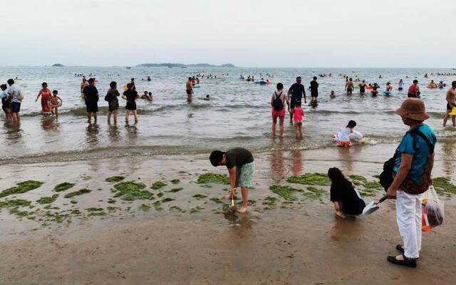 现场丨海浪像“抹茶” 海滩成“草原”