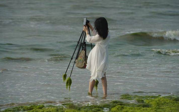 现场丨威海清理海边“草地”浒苔