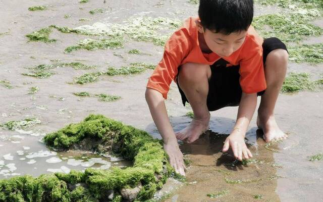 现场丨威海清理海边“草地”浒苔