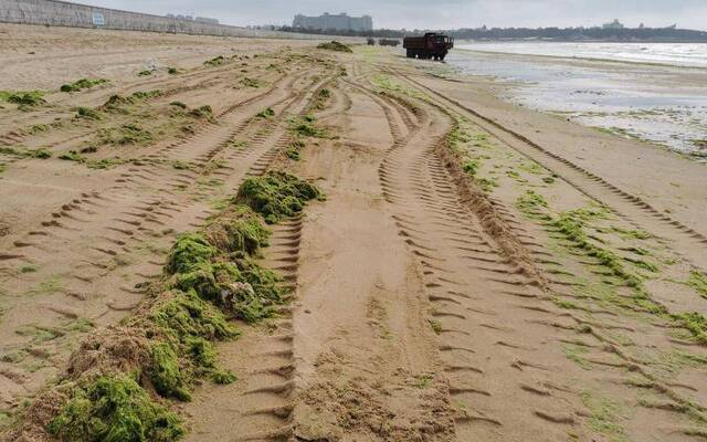 现场丨威海清理海边“草地”浒苔