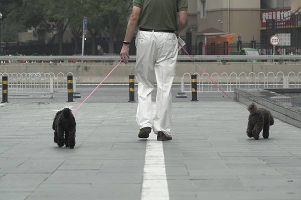 武汉11天收到立法建议千余条 规范养犬考验立法者智慧