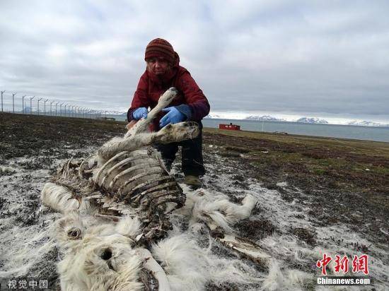 北极地区约200头驯鹿饿死 气候变化或是主因