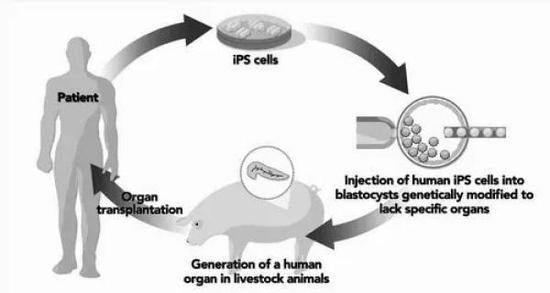 日本批准在动物胚胎中培育人体器官 用于人体移植