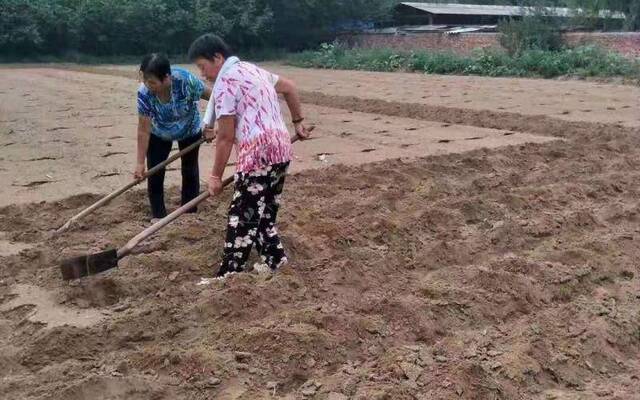 中伏高温多雨这些蔬菜种植经验最实用