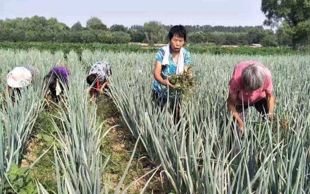 中伏高温多雨这些蔬菜种植经验最实用