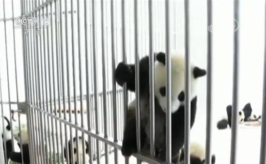 2020年迪拜世博会 将专设中国大熊猫展区