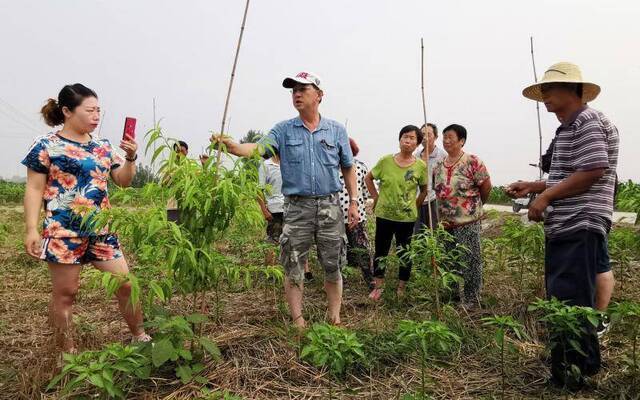 大桃怎么种收成好？平谷专家到河北保定给果农“授课”