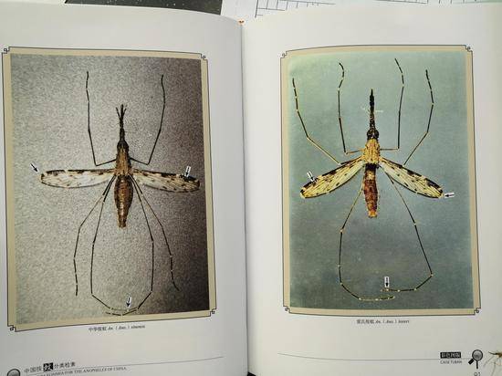 董学书编撰的《云南蚊类杂志》，其中的插图都是他自己画的。新京报记者吴靖摄