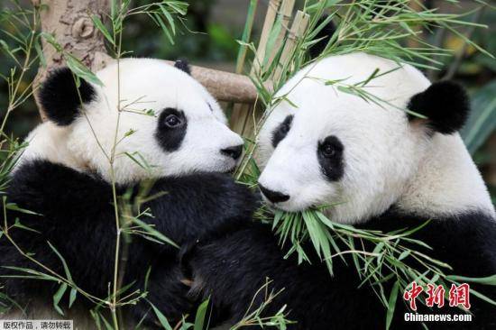 在马来西亚出生的熊猫宝宝获名“谊谊”