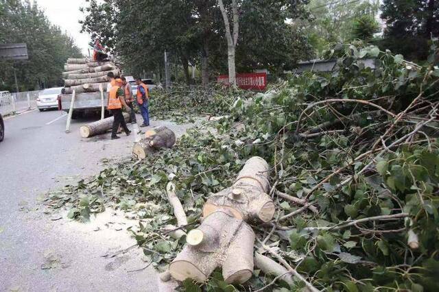 暴雨树倒砸车，园林绿化部门：树权单位负责理赔