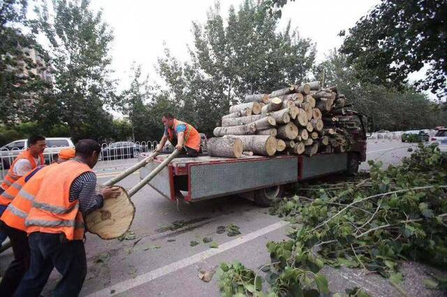 暴雨树倒砸车，园林绿化部门：树权单位负责理赔