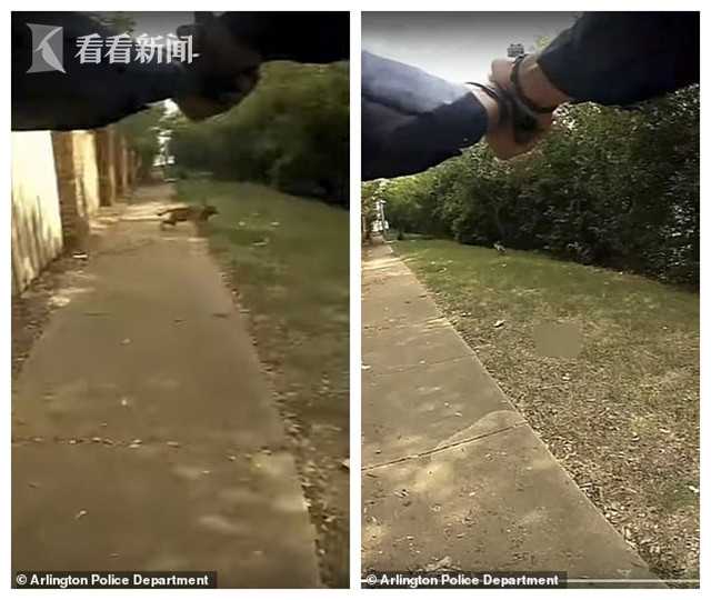 美国警察连开3枪打疯狗 结果躺地上的狗主人被杀