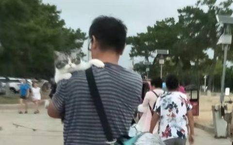 当城里猫遇到乡下猫秒变“喵怂”