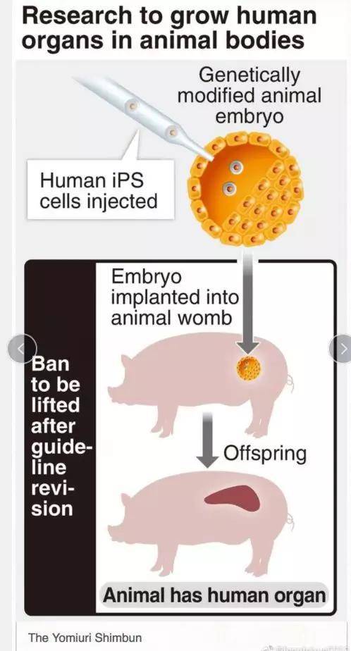 日本科学家在搞“人兽杂交”?这次先别急着骂变态