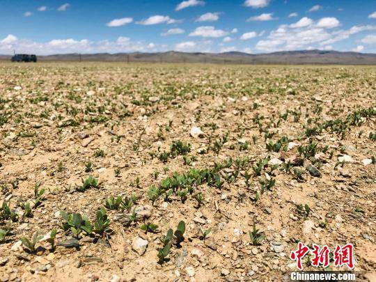 曲麻莱沙化土地上种植的10万亩中药苗。魏晞摄