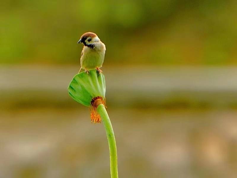 高清大图来袭：“荷花渡”里看荷花，千年修得的福分