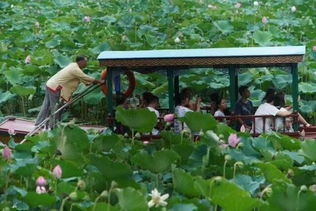 高清大图来袭：“荷花渡”里看荷花，千年修得的福分