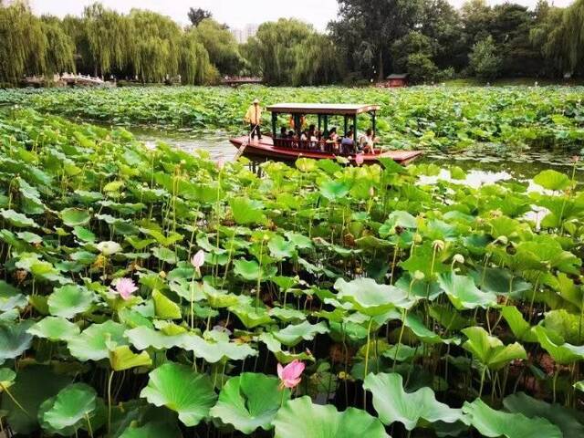 高清大图来袭：“荷花渡”里看荷花，千年修得的福分