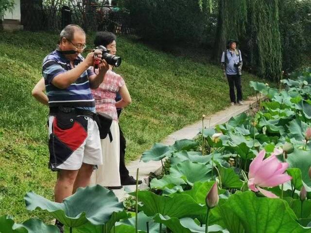 高清大图来袭：“荷花渡”里看荷花，千年修得的福分