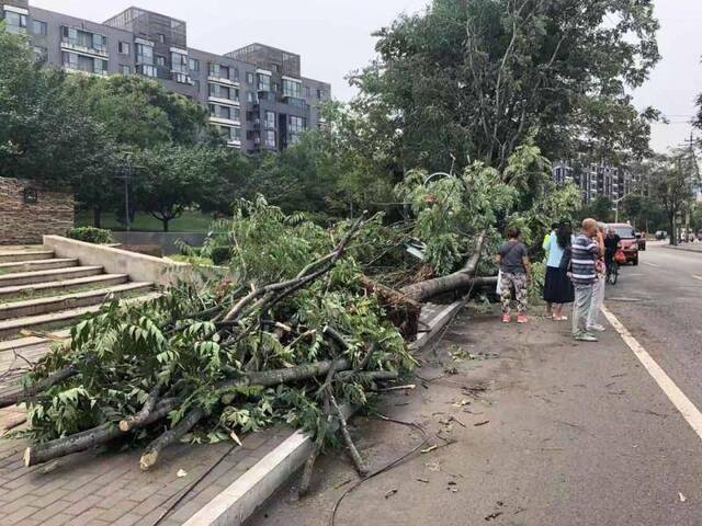 北京昨夜普降大雨，朝阳将台东路多棵大树倒地需绕行