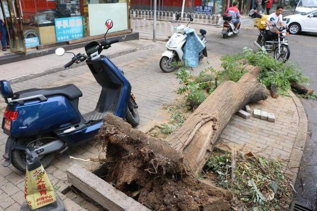 北京昨夜普降大雨，朝阳将台东路多棵大树倒地需绕行