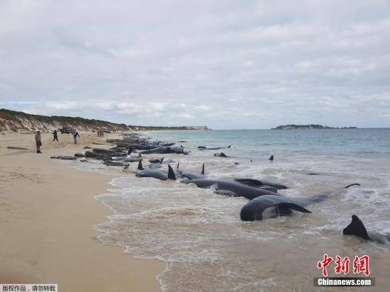 资料图：领航鲸。图为当地时间2018年3月23日，超过150头领航鲸搁浅在澳大利亚哈梅林湾，救援人员正尝试帮助幸存的鲸鱼重回海中。