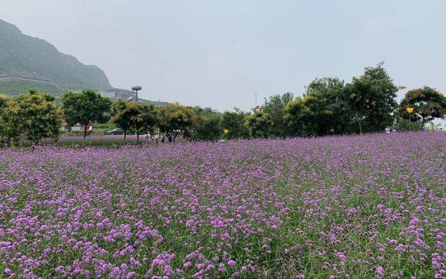 52条美丽乡村风景线首推密云这个村 美景美酒等您来