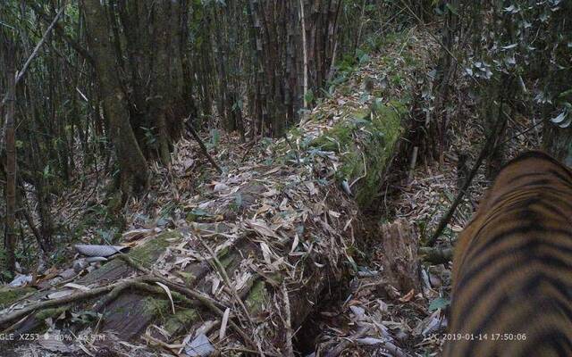 我国首次拍到野外孟加拉虎活体照片