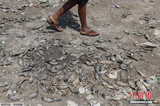 当地时间2019年6月9日，印度钦奈，当地郊区一个干涸湖床上的死鱼。监测结果显示，钦奈的主要几个水库的水位创下70年来的新低，目前的蓄水量仅占水库总库容的1.3%。