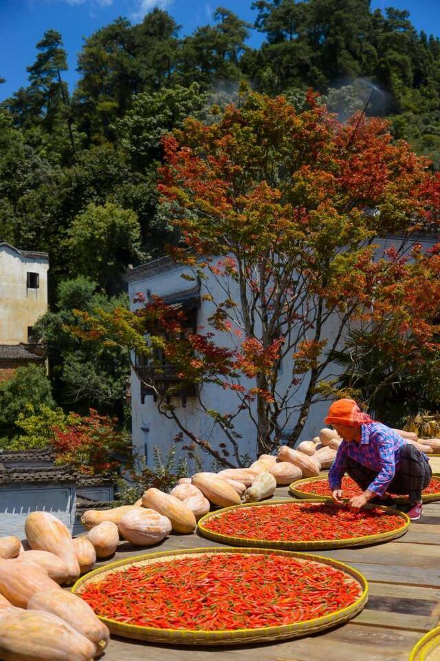 徽式古村不再只有白墙灰瓦 婺源“晒秋”五彩斑斓