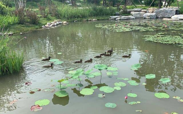 北京建成首个小微湿地“城市花园”