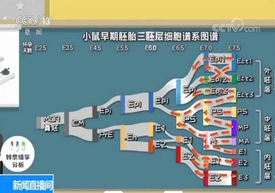 颠覆人们对“细胞家谱”认知！我国科学家绘制小鼠早期胚胎三维时空图